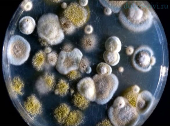 Skytalidium Dimdiatum