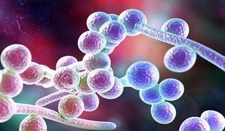Candida Mushrooms
